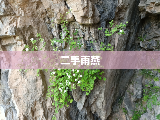 二手雨燕