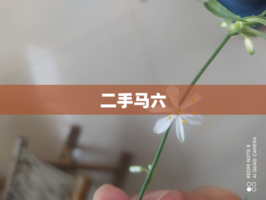 二手马六