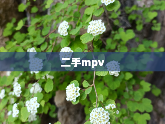 二手mpv