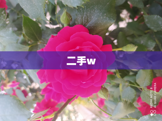 二手w