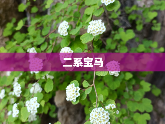 二系宝马