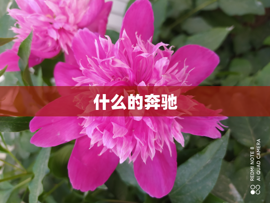 什么的奔驰