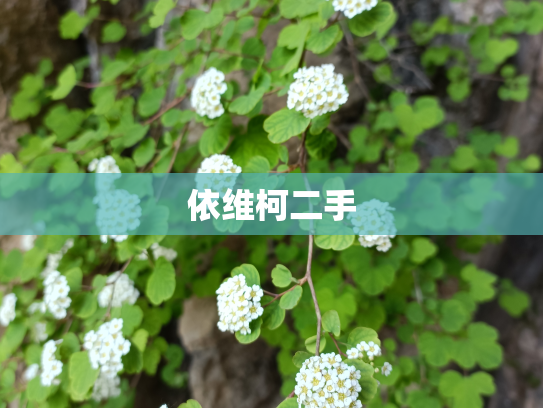 依维柯二手