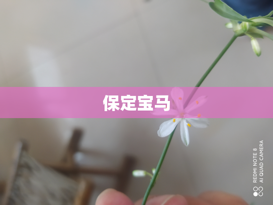 保定宝马
