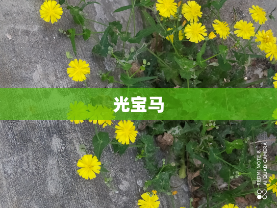 光宝马