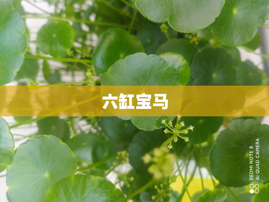 六缸宝马
