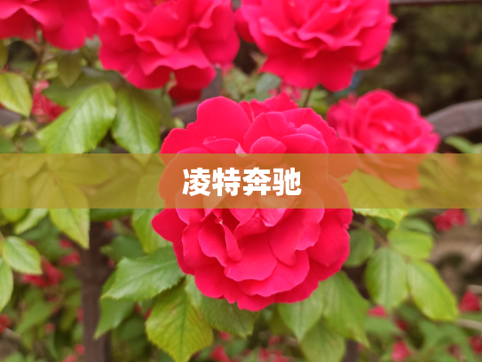 凌特奔驰