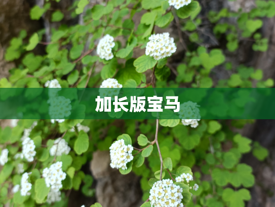 加长版宝马