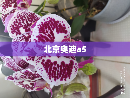 北京奥迪a5