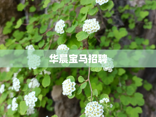 华晨宝马招聘