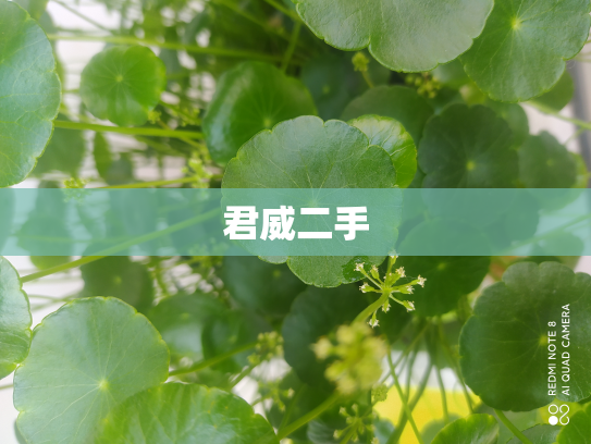 君威二手