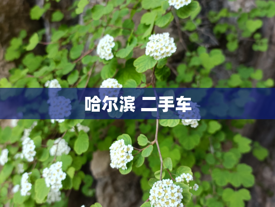 哈尔滨 二手车