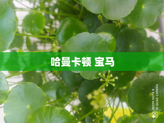 哈曼卡顿 宝马