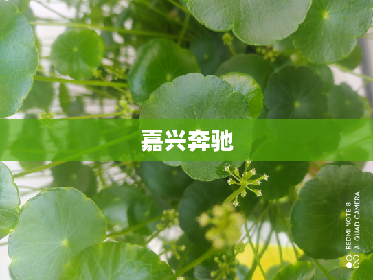 嘉兴奔驰