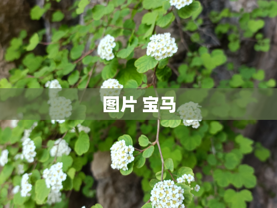 图片 宝马