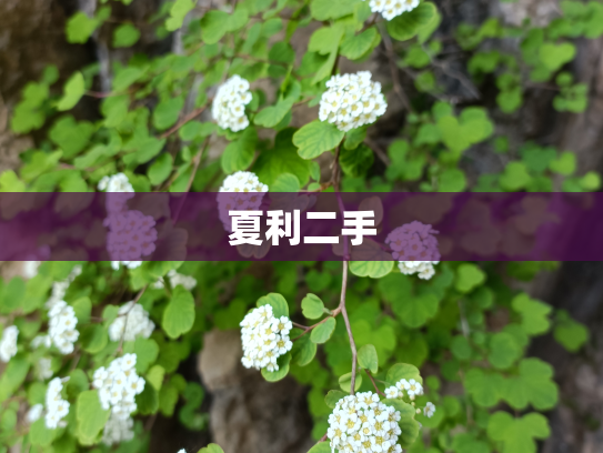 夏利二手