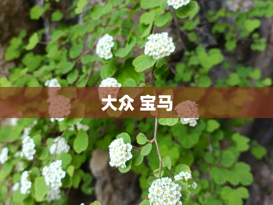 大众 宝马