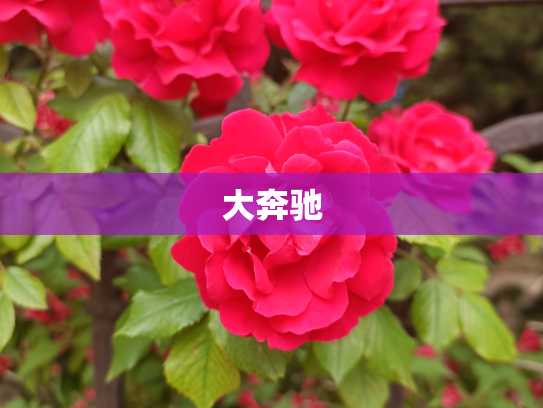 大奔驰