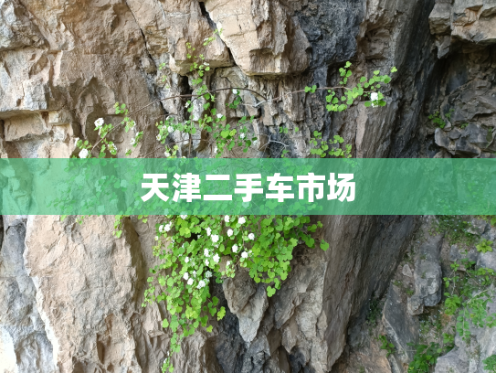 天津二手车市场
