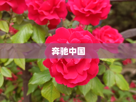 奔驰中国