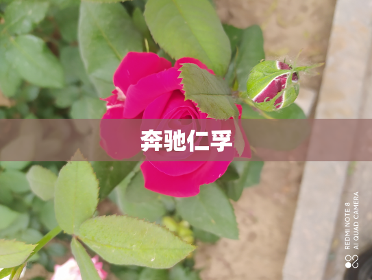 奔驰仁孚