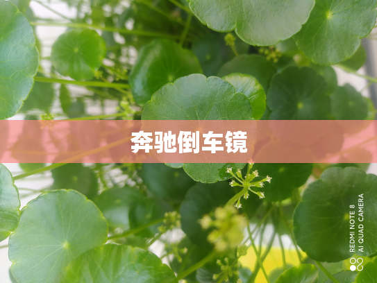 奔驰倒车镜
