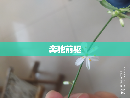 奔驰前驱