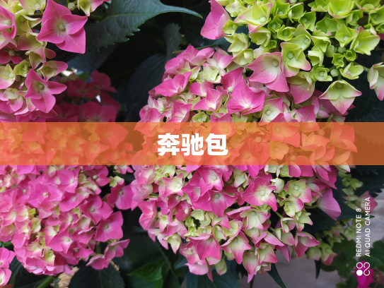 奔驰包