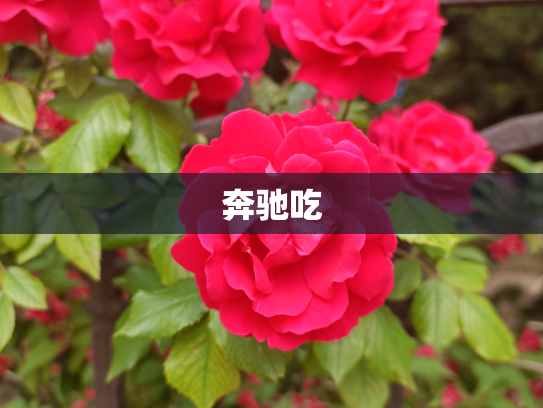 奔驰吃