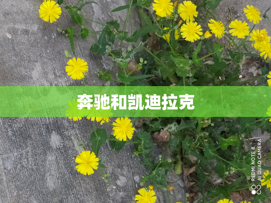 奔驰和凯迪拉克