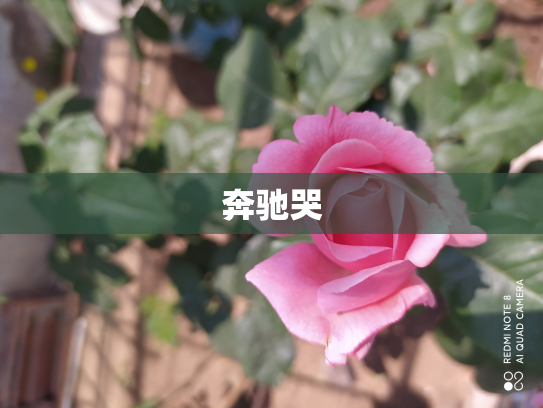 奔驰哭