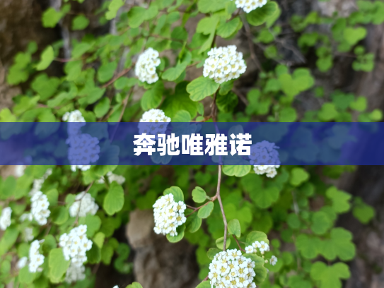 奔驰唯雅诺