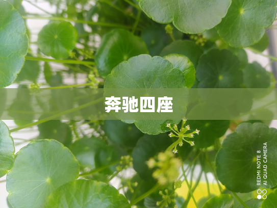 奔驰四座