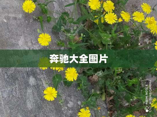 奔驰大全图片