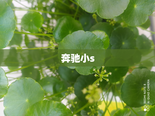 奔驰小s