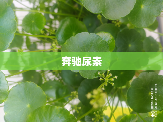 奔驰尿素