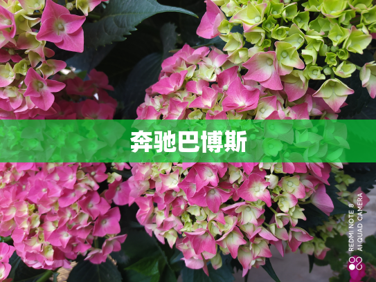 奔驰巴博斯