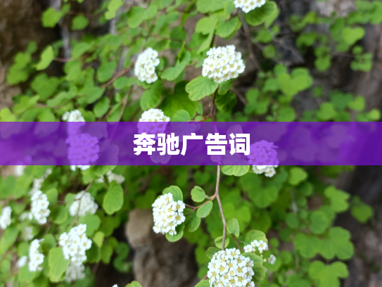 奔驰广告词