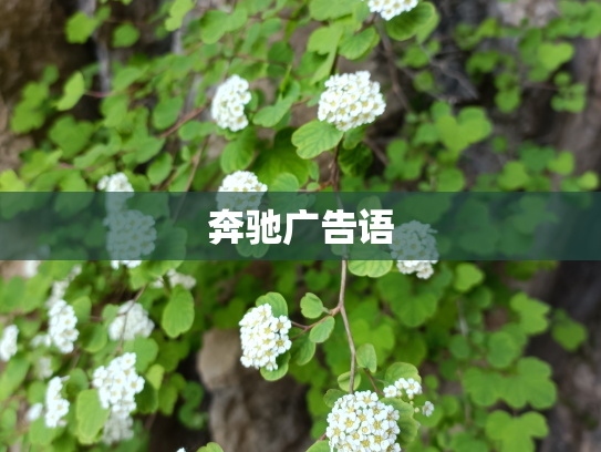 奔驰广告语