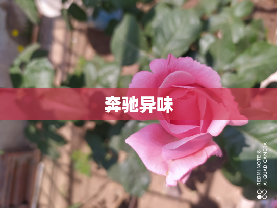 奔驰异味