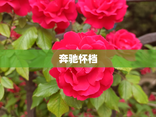 奔驰怀档