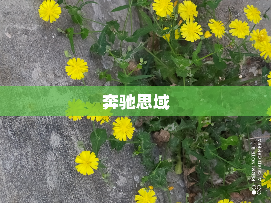 奔驰思域