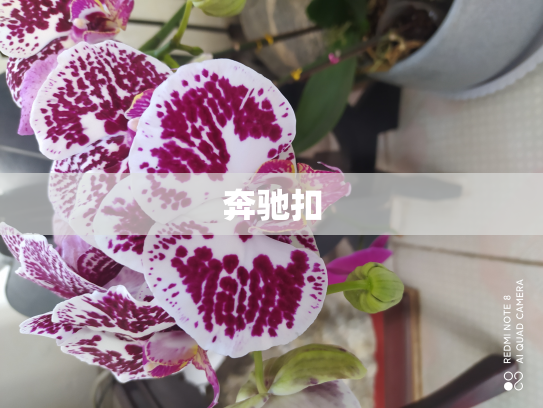 奔驰扣