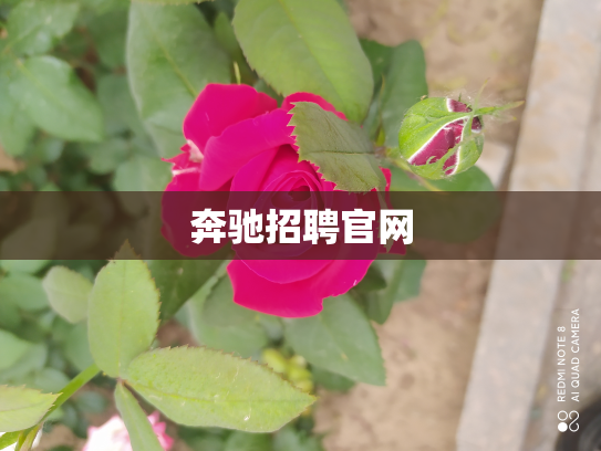 奔驰招聘官网