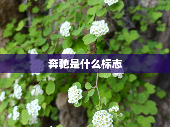 奔驰是什么标志
