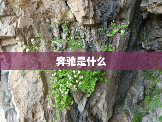 奔驰是什么