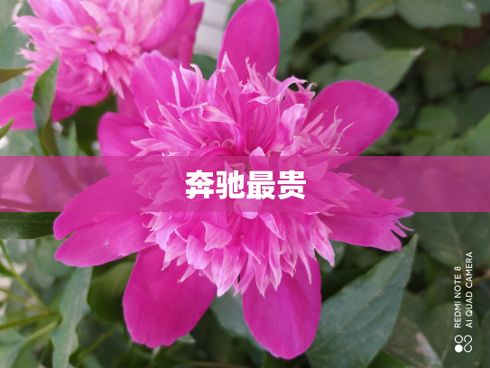 奔驰最贵