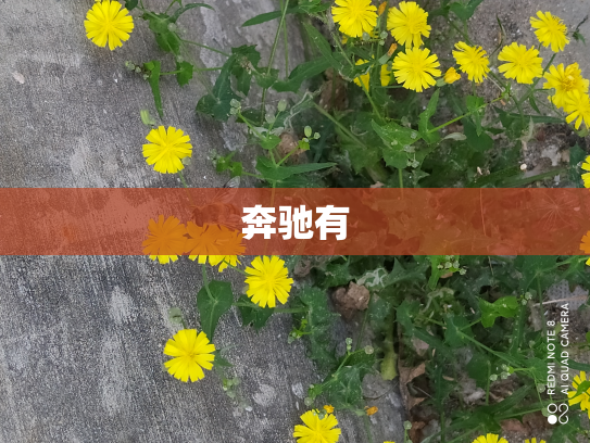 奔驰有