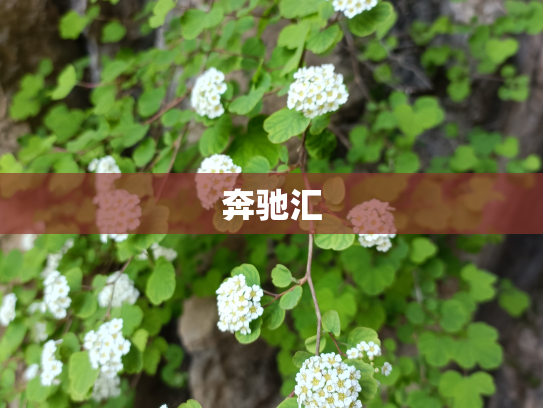 奔驰汇