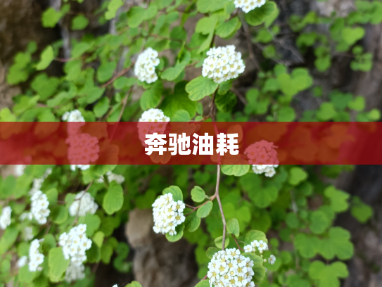 奔驰油耗